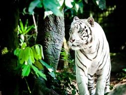 white tiger in wildlife