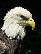 eagle witg white head and big beak