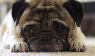 Pug Puppy Dog Canine Close Up