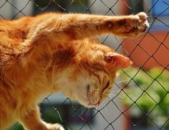 red cat hanging on the metal fence