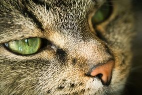 cat head with green eyes close up