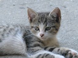 kitty with beautiful eyes