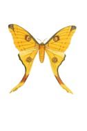 yellow butterfly on white background