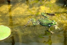 green frog swimming in a pond