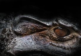 Eye of the alligator