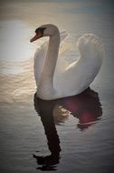 portrait of the majestic swan in the pond and its reflection in the water