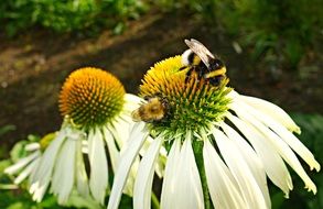 striped bee on echinacea