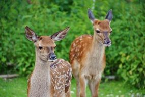 Two roe deers