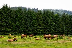 herd of roosevelt elk