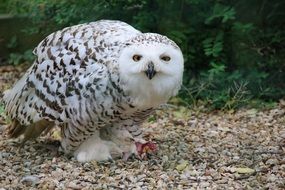 white owl in its natural habitat