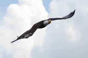 Adler The Bald Eagle