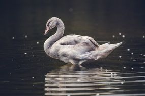 wild dirty swan on the water