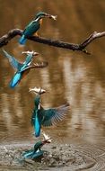 Kingfisher, four stages of fishing, Bird with fish in beak