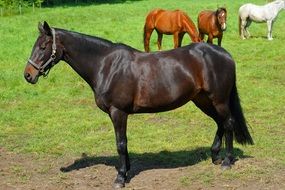 Meadow Horse