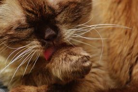 british cat with long whiskers washes