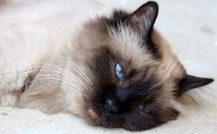 tired burmese cat