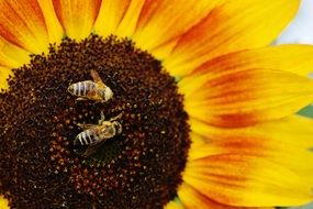 Bees pollinate sunflowers