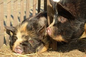 two potbellied pigs in cage