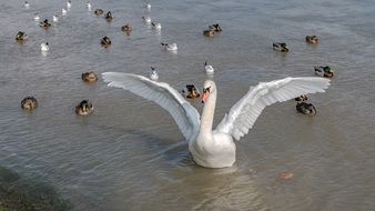 Swan and Ducks in lake