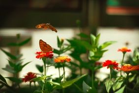 Flowers and butterflies in Vietnam