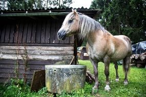 horse on a farm