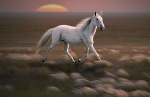 white horse running across the field at sunset picture