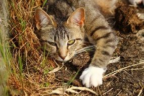 striped kitten sleeping on dry grass