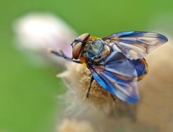 blue fly
