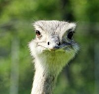 Rhea, head of large ratite Bird close up