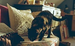 black cat on a chair