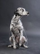 Dalmatian dog is in a barbed wire