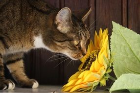Cat sniffing yellow flower
