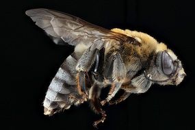 macro picture of the Bee