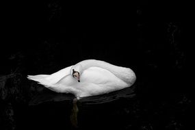 Swan in Netherlands