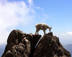 Mountain goat on rocks