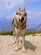 gray wolf on the mountain