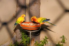 colorful parrots on a feeding trough