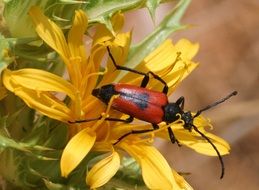 red beetle on a yellow flower of a bush