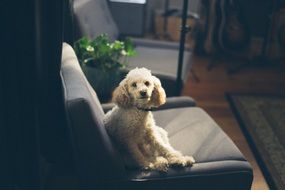 Cute colorful dog on the seat