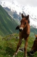 cute horse offspring in mountains portrait, georgia