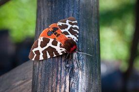 charming Brown Bear Butterfly on the wood on blurred background