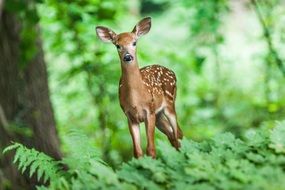 A Young Mammal