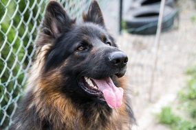 Cute German Shepherd dog