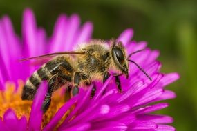 honey bee on a pink flower