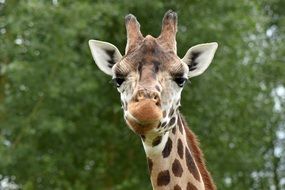 portrait of a cute african giraffe