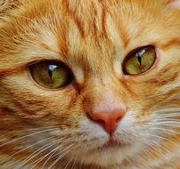 cute face of a red cat