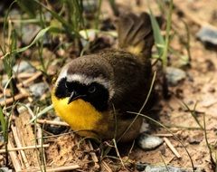 charming Common Yellowthroat Songbird