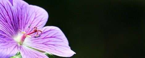 Cranesbill Stork Flower