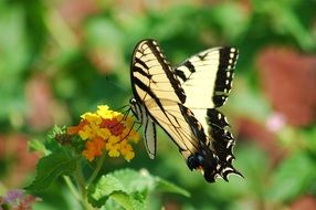 tiger swallowtail butterfly in the summer garden