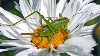 Tettigonia Viridissima, green grasshopper on daisy